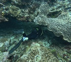 G0010478